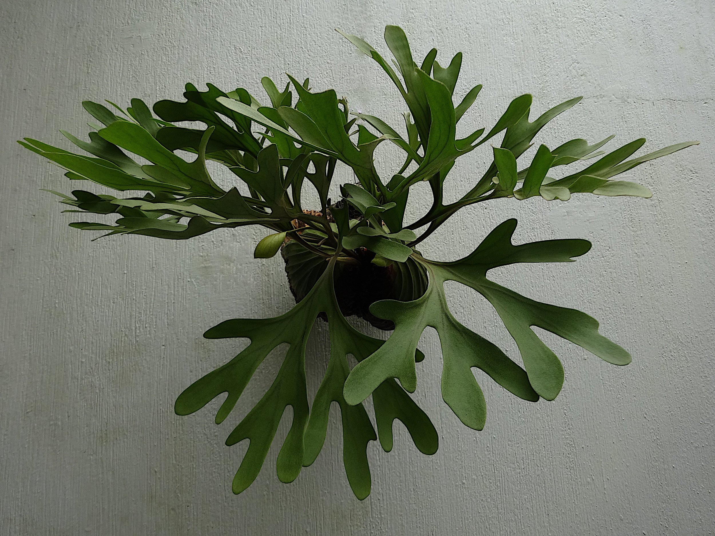 Platycerium madagascariense - Waffles and Dream — Exotica Esoterica